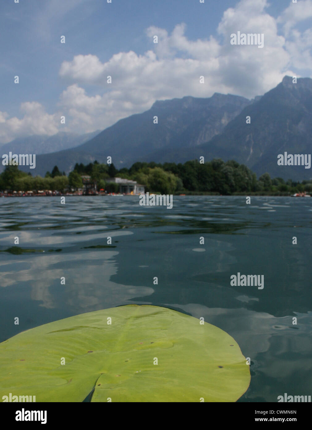 Lily Pad am Levico See am Camping Levico, Trentino, Italien Stockfoto
