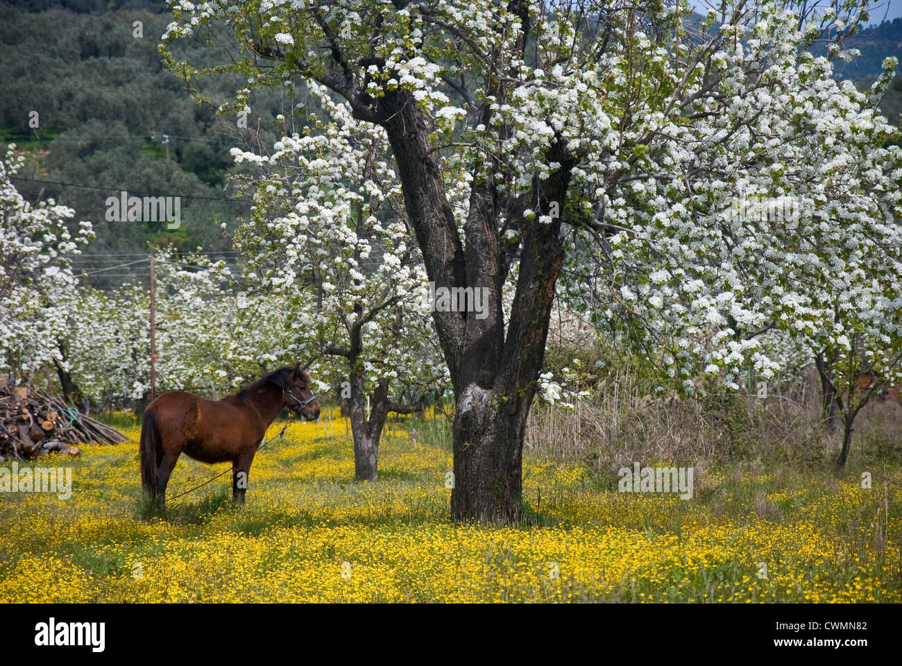 Ein Pferd steht auf einer Wiese gelb blühte unter blühenden Birnbäume (Pilion Halbinsel, Thessalien, Griechenland) Stockfoto