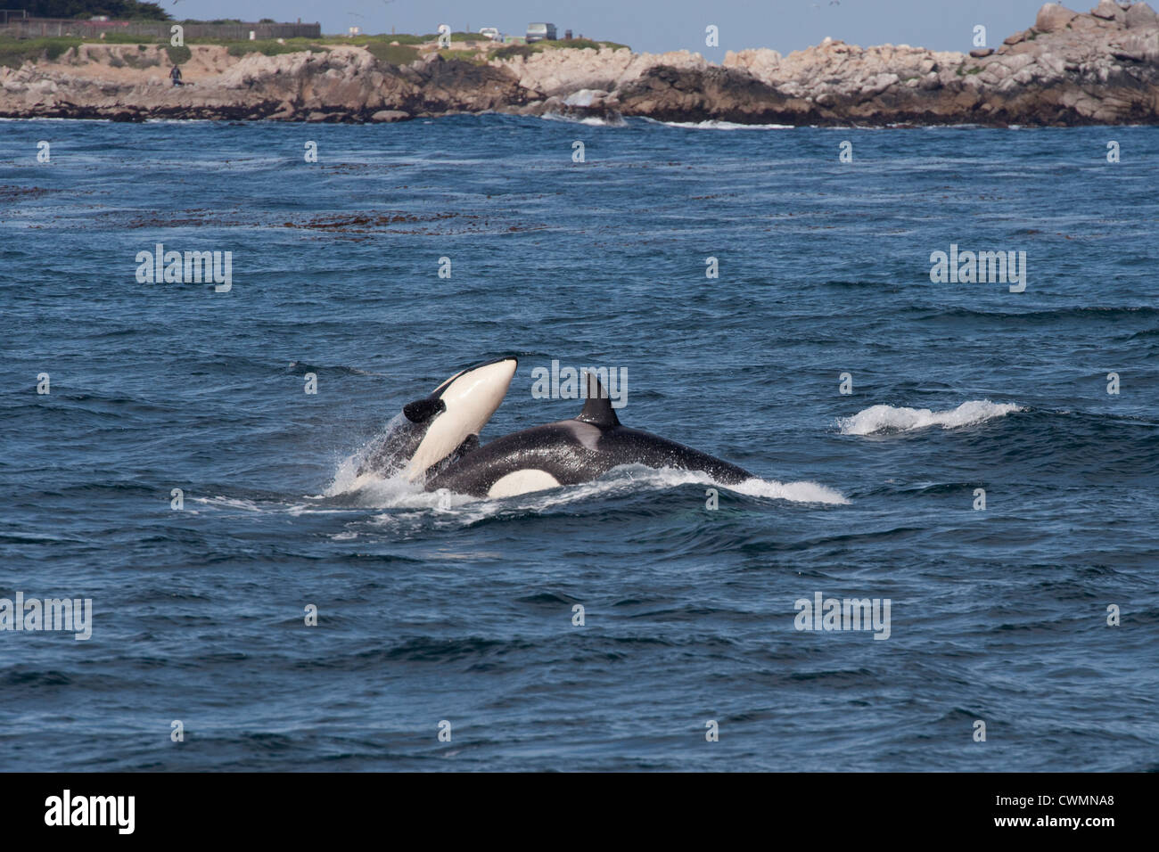 Zwei Jugendliche Transient Schwertwale oder Orcas (Orcinus Orca), Verletzung, Monterey, Kalifornien, Pacific Ocean. Stockfoto