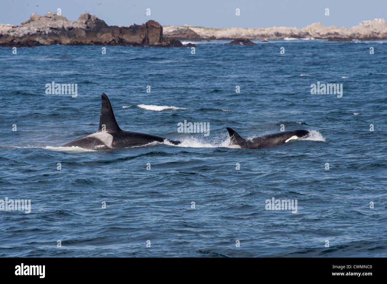Erwachsene männliche & weiblich geben Transient Schwertwale oder Orcas (Orcinus Orca), Belag, Monterey, Kalifornien, Pacific Ocean. Stockfoto