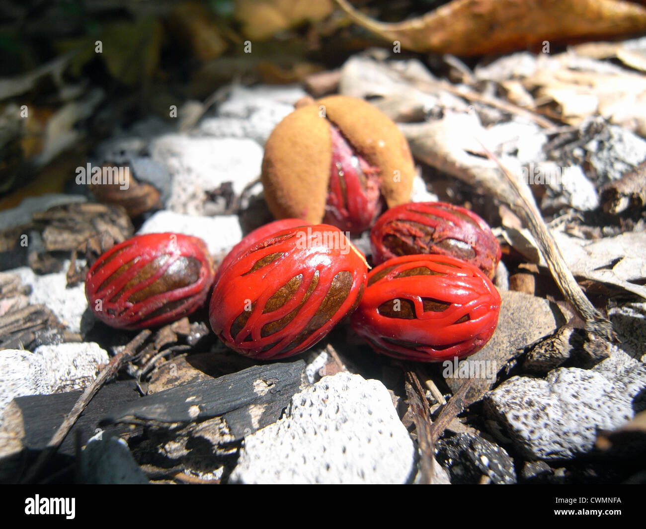 Australische Muskatnuss (Myristica Insipida) Samen mit roten Streitkolben, Waldboden von Fitzroy Island, Queensland, Australien Stockfoto