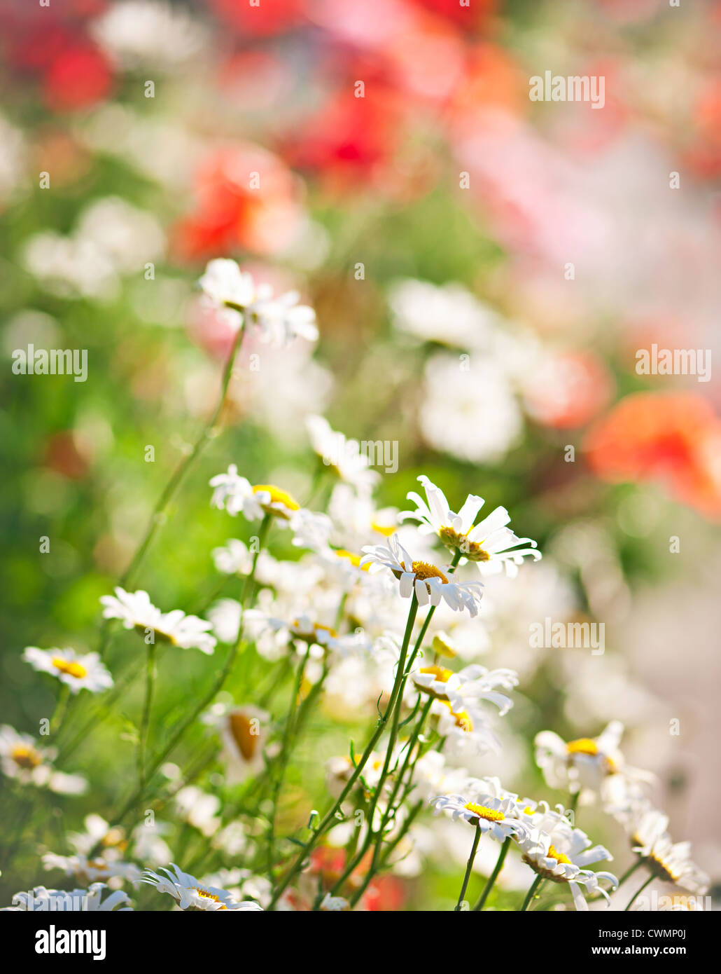 Bunten Sommerwiese mit blühenden Margeriten und Mohn Stockfoto