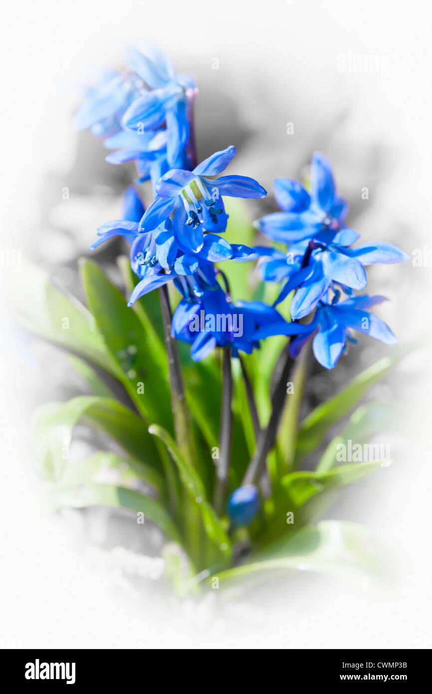 Blaue Blumen auf Ruhm des Werkes Schnee blühen Stockfoto