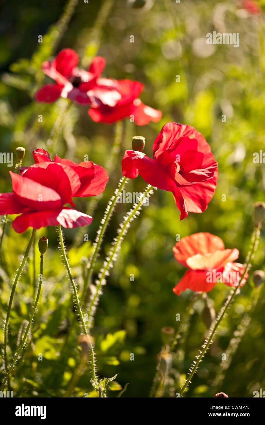 Roter Mohn Blumen wachsen im sonnigen Garten Stockfoto