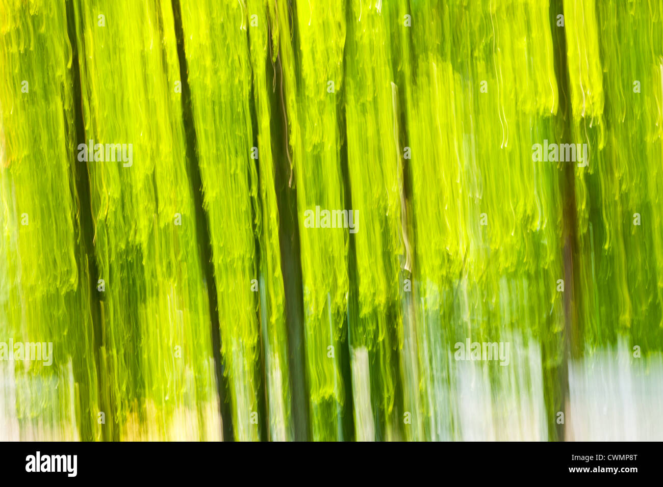 Abstrakten Hintergrund der grünen Wald produziert von Kamera-Bewegung verwischen Stockfoto