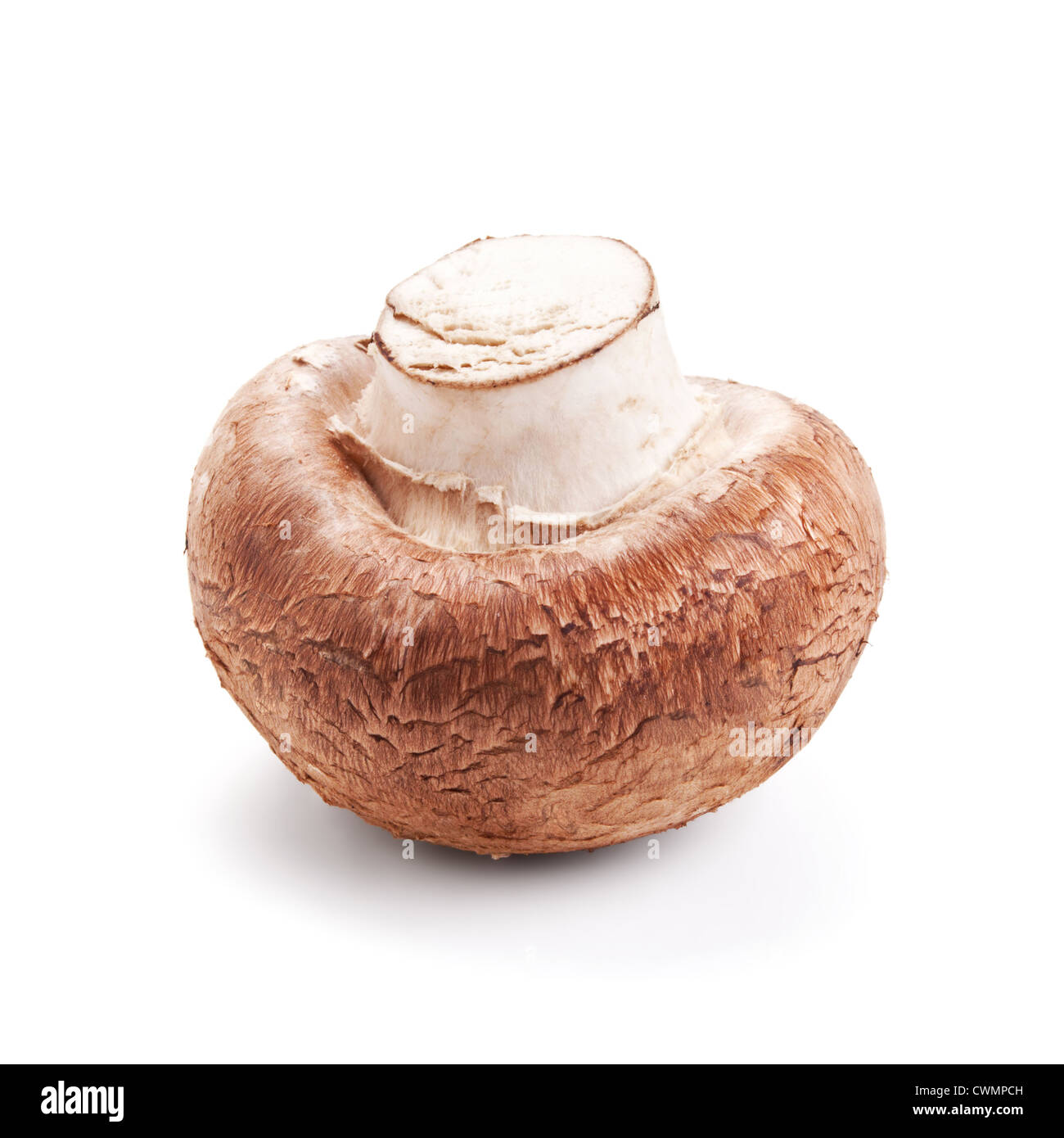 frische Pilze Champignon isoliert auf weißem Hintergrund Stockfoto