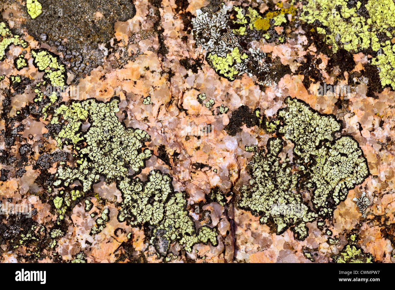 Flechten für rosa Granitfelsen Stockfoto