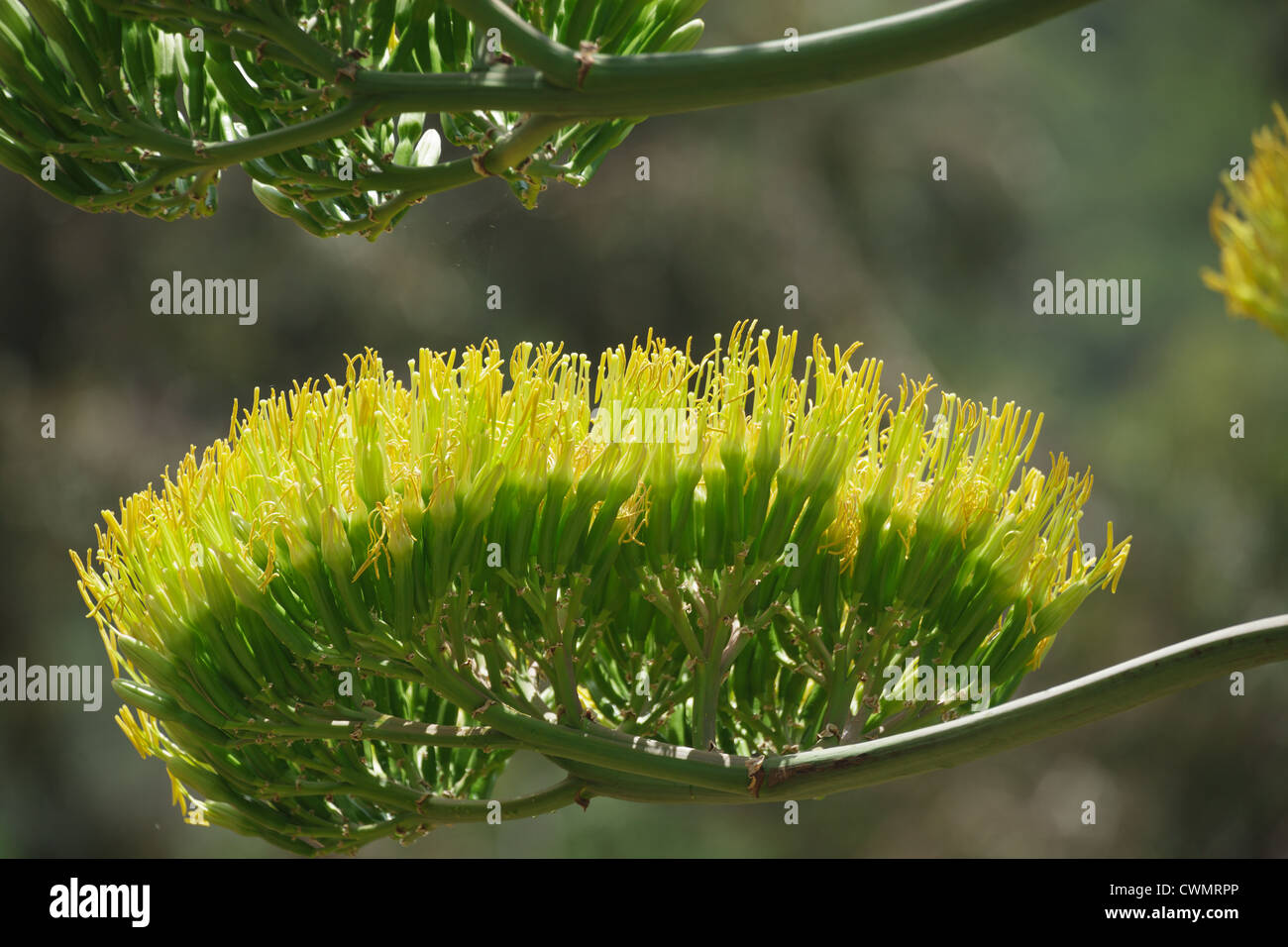 Agave Kaktus große Blume detail Stockfoto