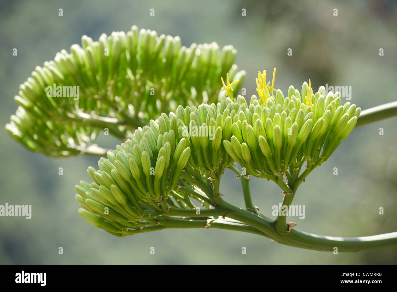 Agave Kaktus Pflanze Knospen detail Stockfoto