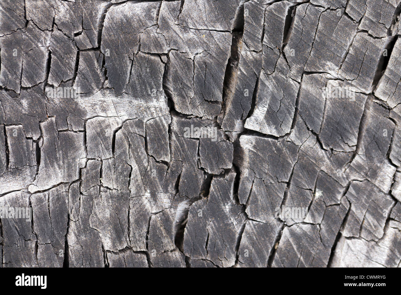 Eukalyptus Baum Stamm Hintergrund Stockfoto