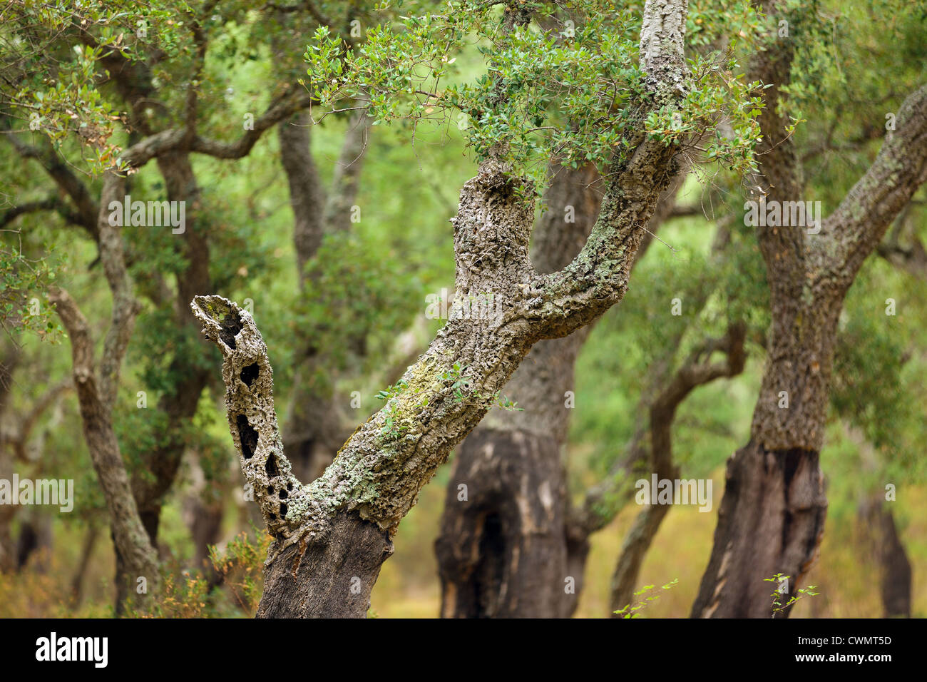 mediterrane Korkeiche Wald in Korsika, Frankreich Stockfoto