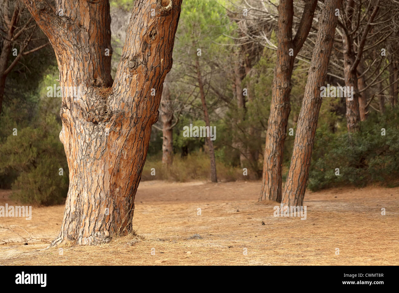 mediterranen Pinien Bäumen Stamm in Corsica siland Stockfoto