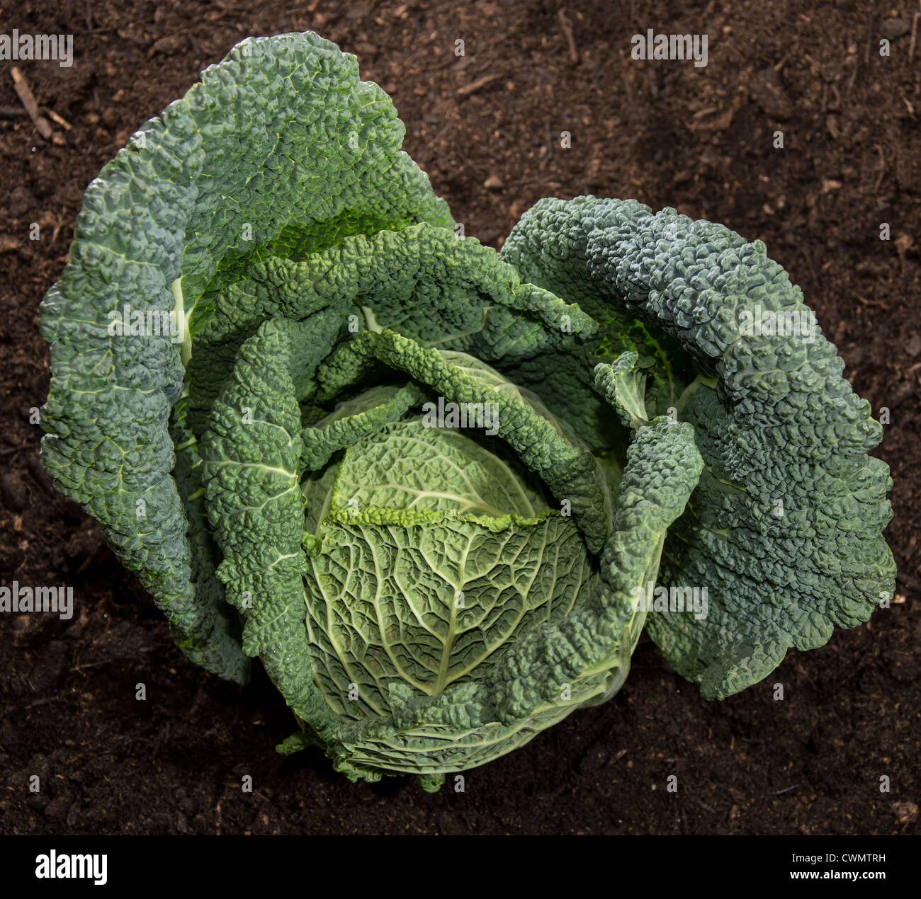 Frische Savoy im Garten gegen dunkle Erde Stockfoto