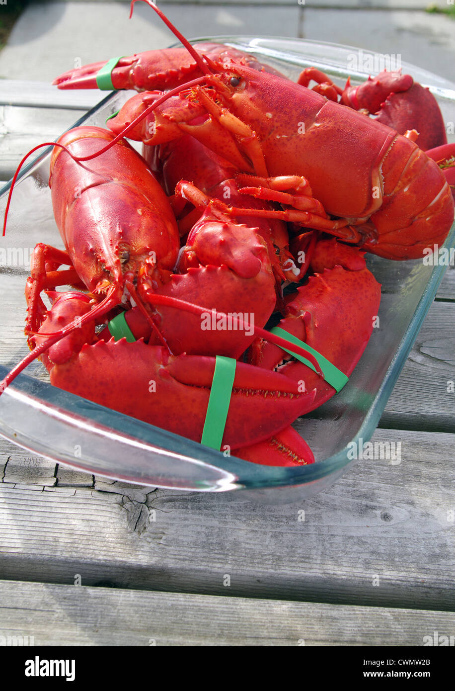 Hummer frisch gekochten verzehrfertige Stockfoto