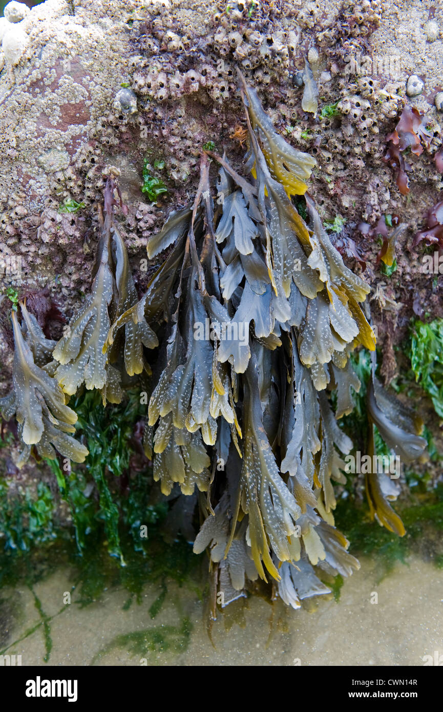 Algen auf Felsen Stockfoto