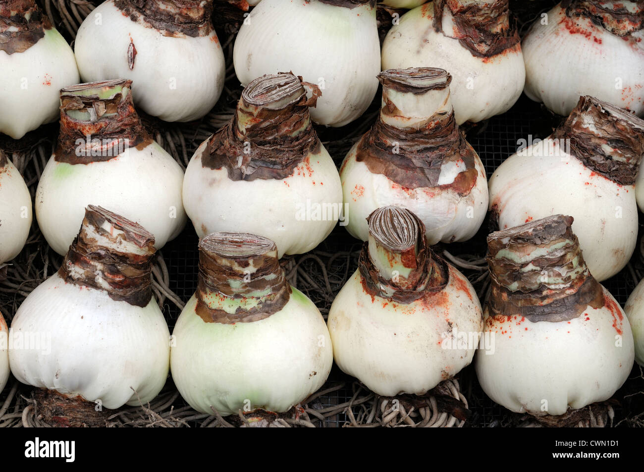 Zeilen Zeile Zeile Zeilen Amaryllis Zwiebel Zwiebeln auf Verkauf Amsterdam Blume Blüte Weihnachtsmarkt Stockfoto