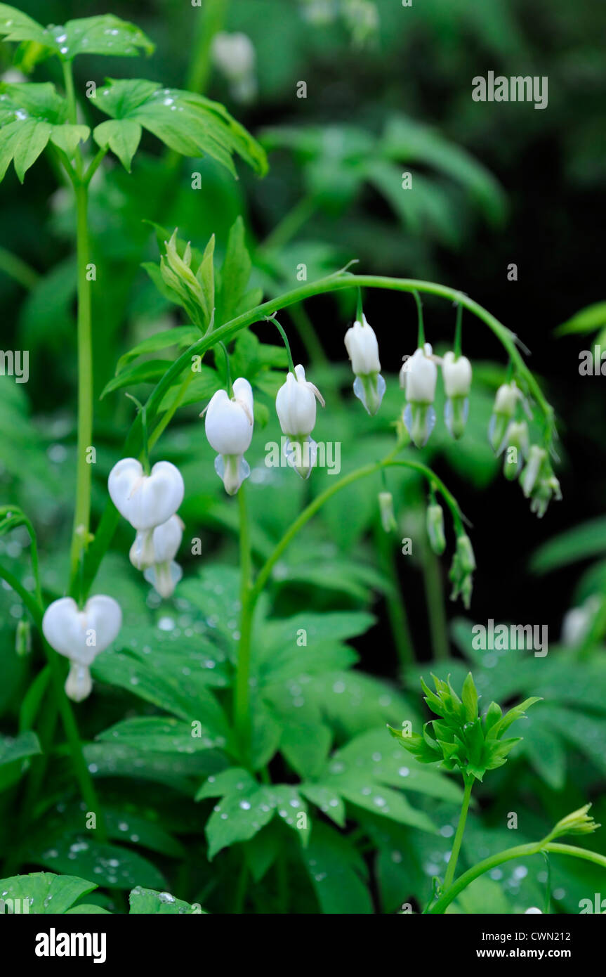 Lamprocapnos weißes Tränendes Herz Dicentra Spectabilis Alba Blüte Schatten Wald Herz Form geformte Blumen Frühlingsblume Stockfoto