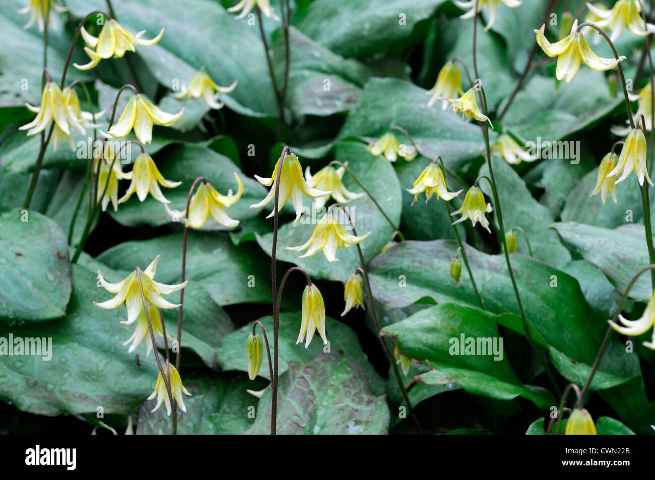 Erythronium Pagode gelbe Blume Wald Schatten Lawine Lily Fawn Lily Glacier Lily Forelle Blume Frühling Blüte Lilie Stockfoto