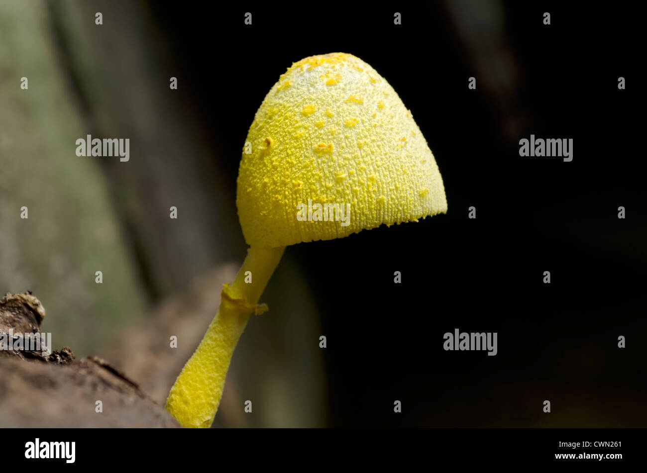 Nahaufnahme eines gelben Pilzanbau auf abgestorbenem Holz Stockfoto