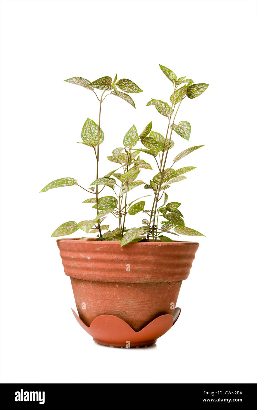 Non-blühende Zierpflanze auf roten Topf Stockfoto