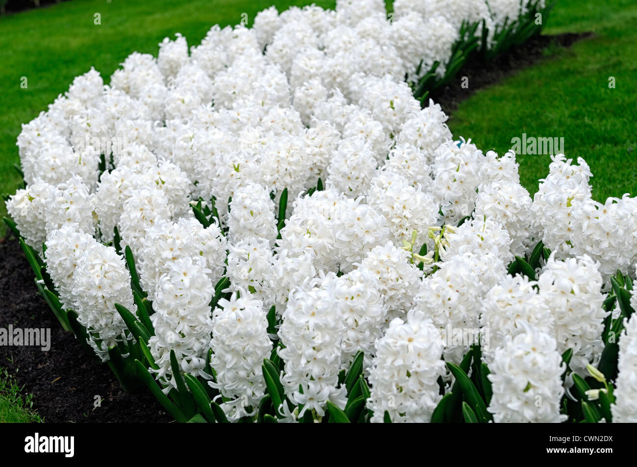 Hyazinthe Hyacinthus Orientalis Carnegie weiße Blume Blumen Blüte Blüten Bett Betten Frühling Grenze Birne Display anzeigen Stockfoto
