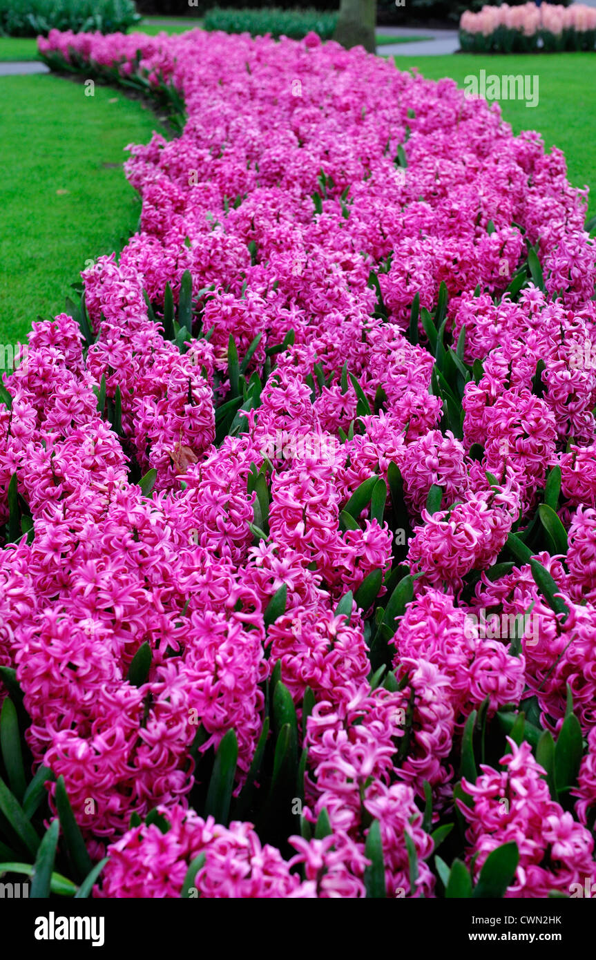 Hyazinthe Hyacinthus Orientalis rosa Perle Blume Blumen Blüte Blüten Bett Betten Grenze Grenzen Frühling Birne display Stockfoto