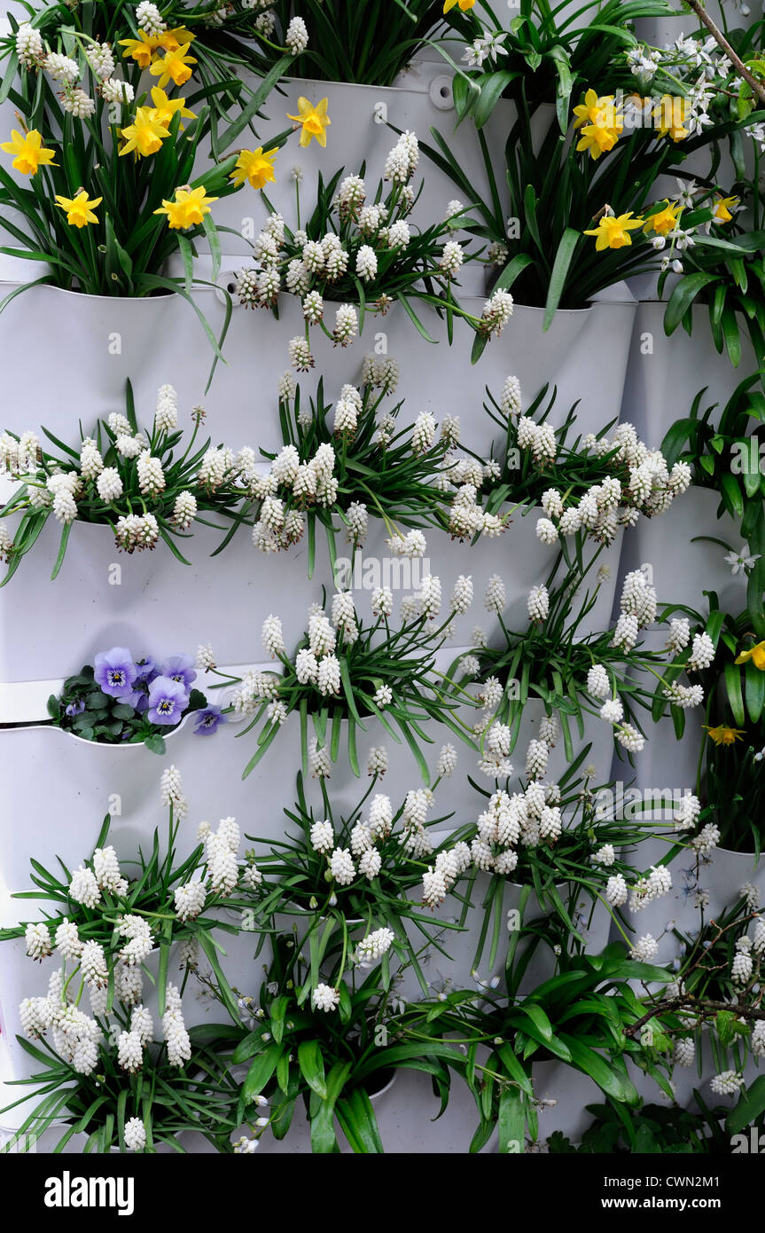 lebende Wand vertikalen Garten Gartenarbeit Frühjahr Birne Blüte Blüte Blüte kleine Stadtraum Inspiration Keukenhof Blumenschauen Stockfoto