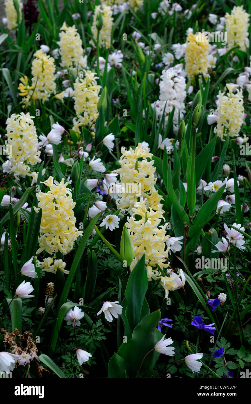 Mischbett Grenze Frühling blühende Zwiebeln gelb weiße Farbe Combo Farbkombination mischen gemischte Pflanzung Display Systems Stockfoto