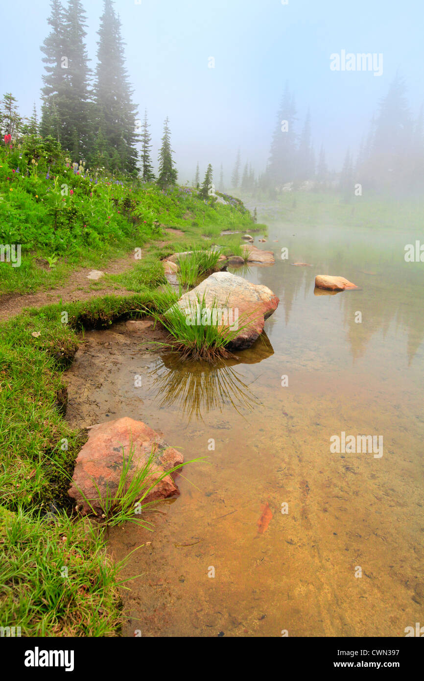 See mit gelbem Sand und Felsen im Nebel: Trail mit Tannen und Wildblumen. Stockfoto