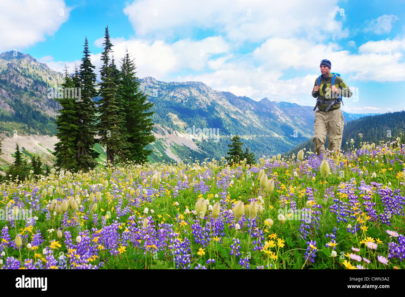 Männliche Wanderer den Wanderweg in den Bergen mit wilden Blumen in lila und gelb. Stockfoto