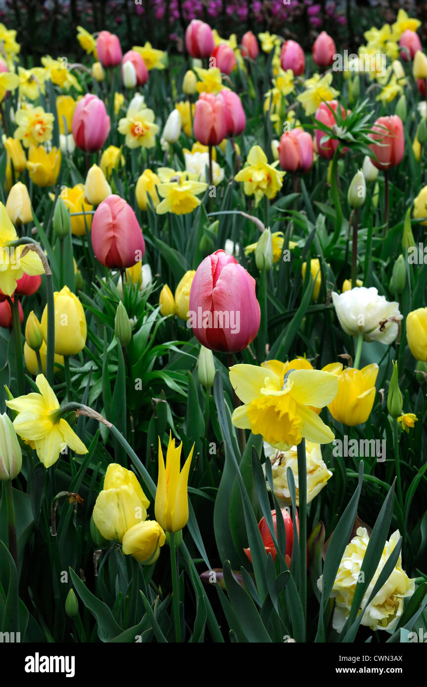 Mischbett Grenze Frühling blühende Zwiebeln gelb rosa weiße Farbe Combo Farbkombination mischen gemischte Pflanzung Display Systems Stockfoto