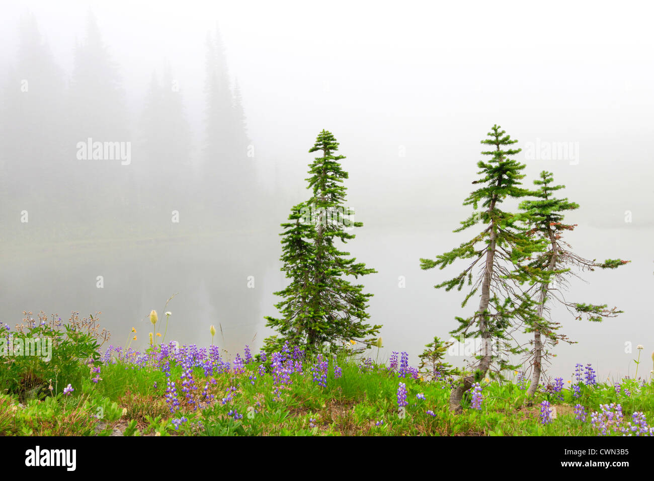 Drei kleine Kiefern in der Nähe von See mit Blumen und Tannen. Stockfoto