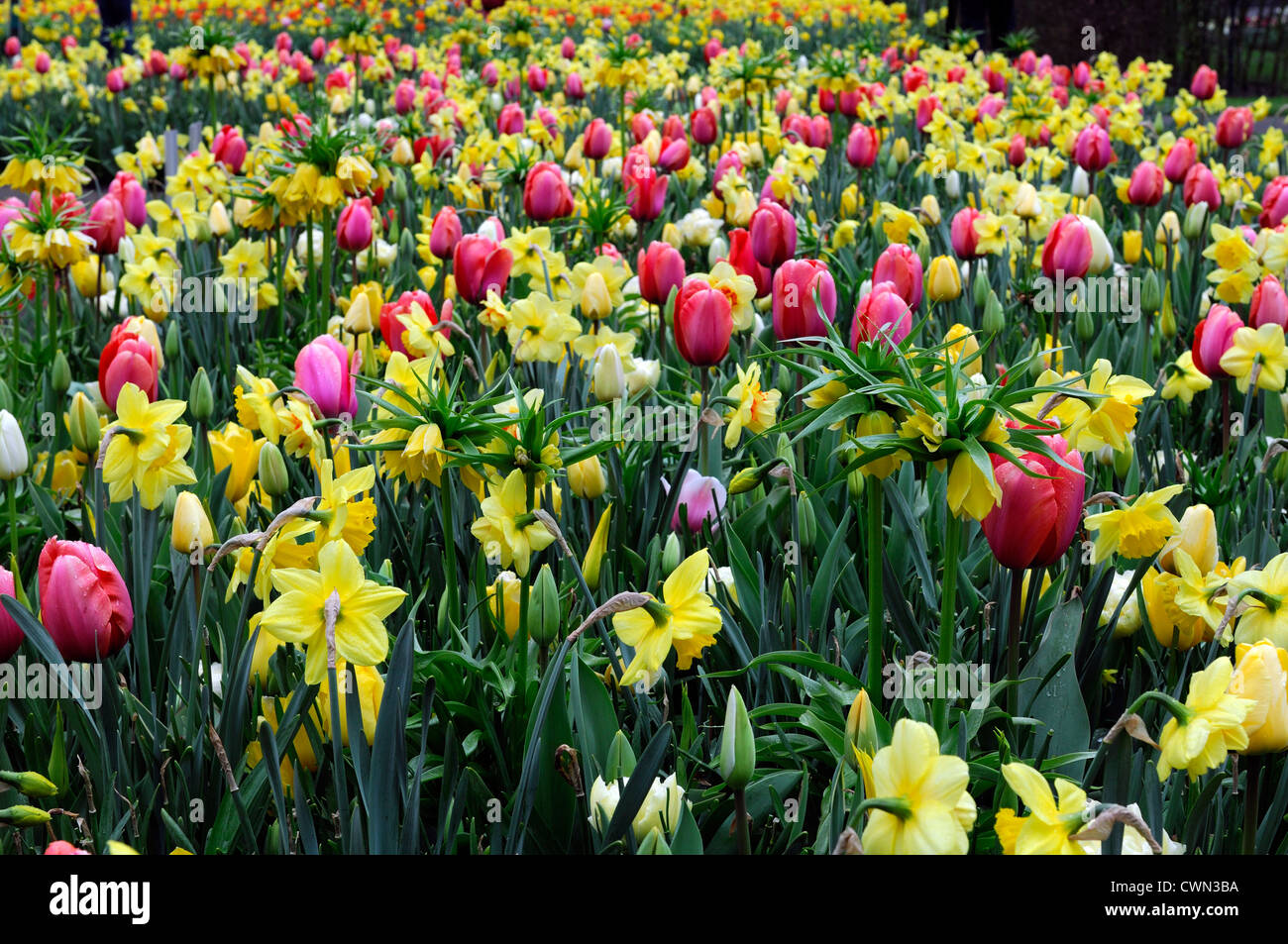 Mischbett Grenze Frühling blühende Zwiebeln gelb rosa weiße Farbe Combo Farbkombination mischen gemischte Pflanzung Display Systems Stockfoto