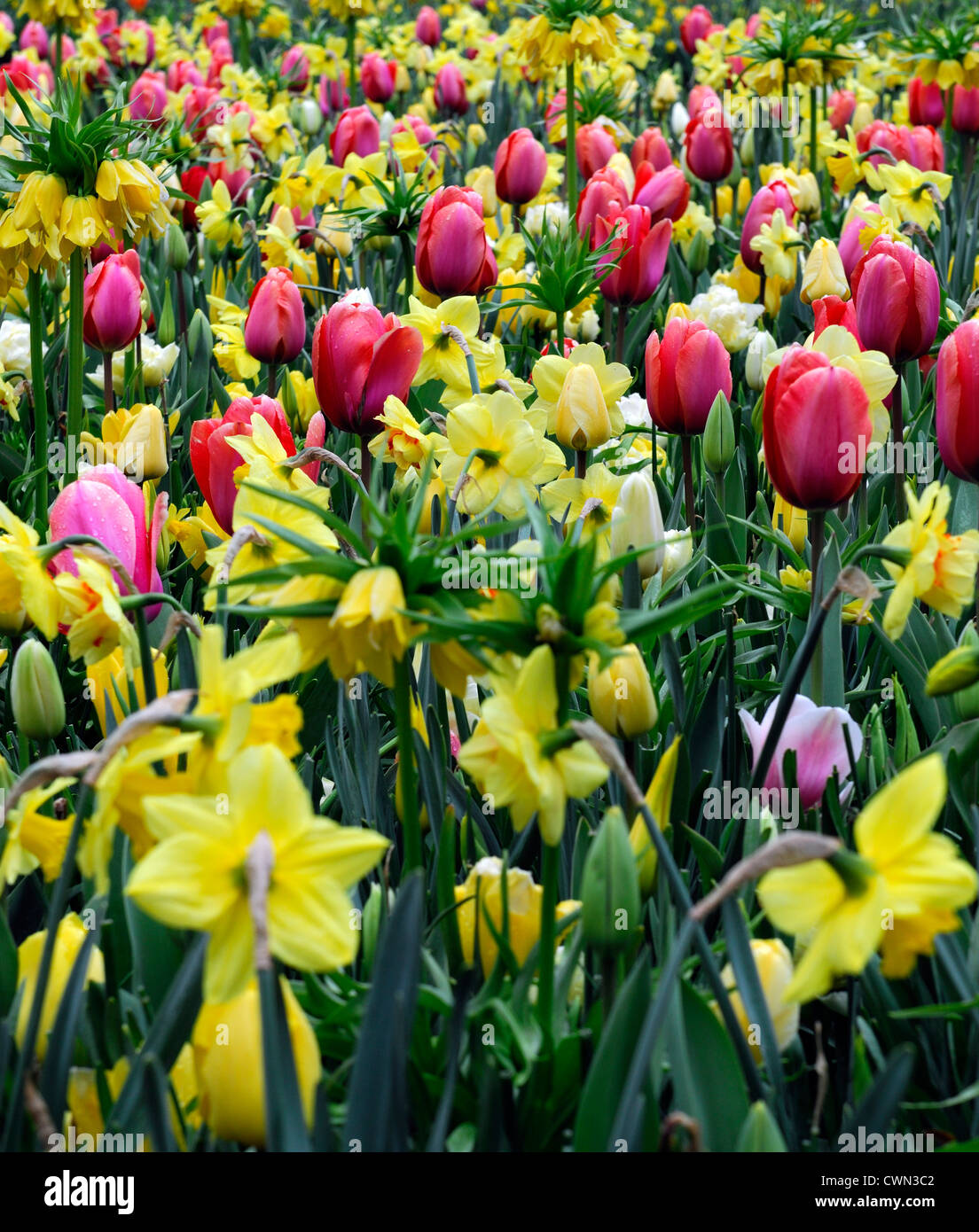 Mischbett Grenze Frühling blühende Zwiebeln gelb rosa weiße Farbe Combo Farbkombination mischen gemischte Pflanzung Display Systems Stockfoto