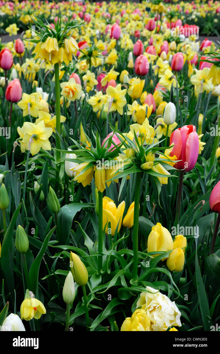 Mischbett Grenze Frühling blühende Zwiebeln gelb rosa weiße Farbe Combo Farbkombination mischen gemischte Pflanzung Display Systems Stockfoto