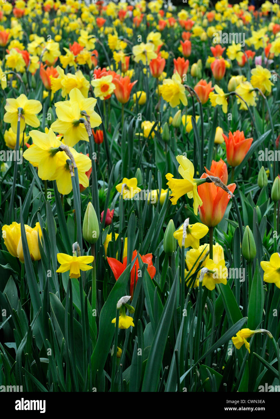 Mischbett Grenze Frühling blühende Zwiebeln gelb orange Farbe Combo Kombination mischen gemischte Pflanzung Display Systems Stockfoto
