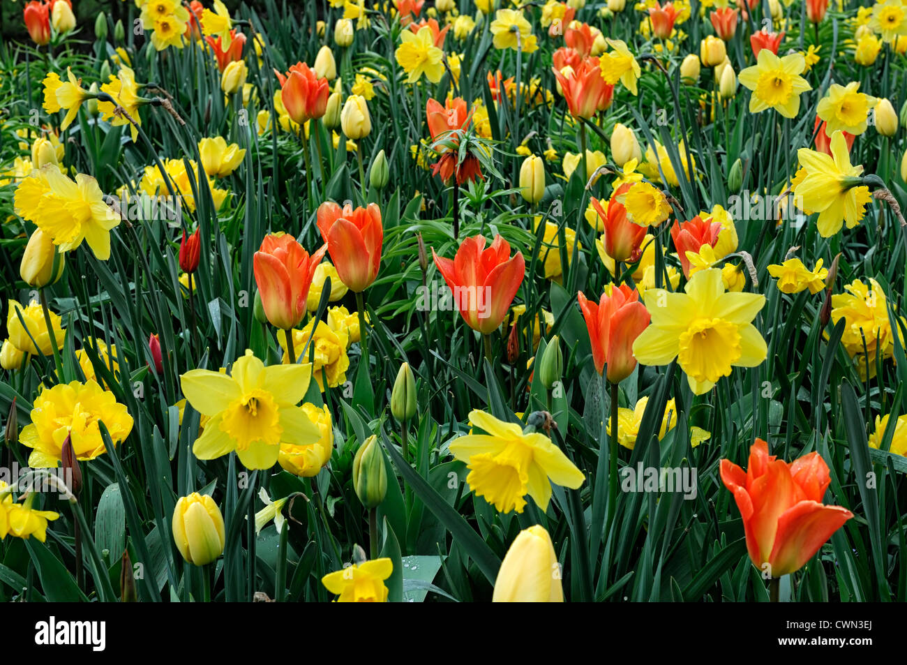Mischbett Grenze Frühling blühende Zwiebeln gelb orange Farbe Combo Kombination mischen gemischte Pflanzung Display Systems Stockfoto