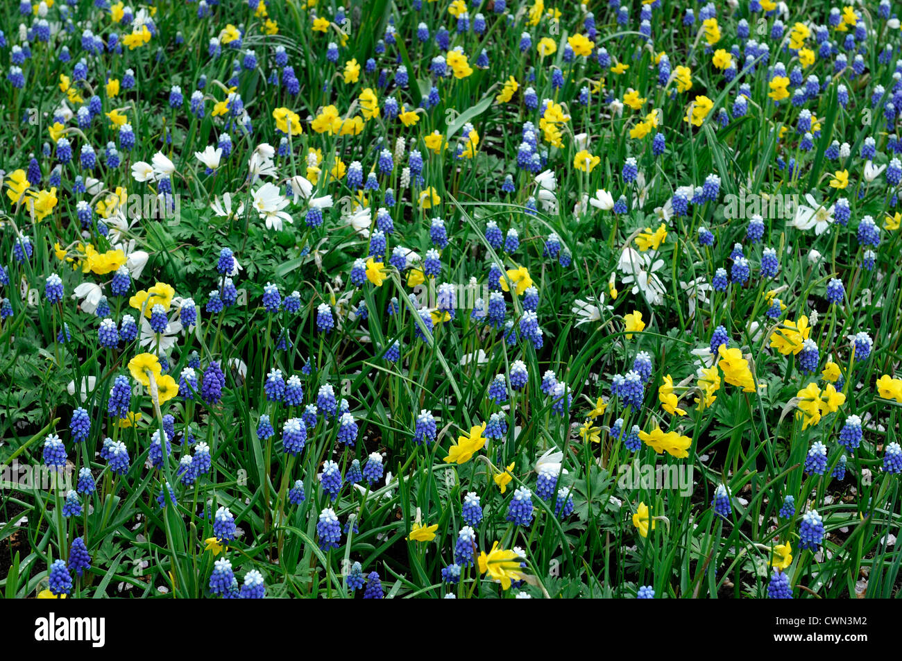 Triteleia Hyacinthina Muscari mount Hood Narzisse Sonnenuhr Anemone Blanda weiße Pracht Mischbett Grenze Frühjahr blühende Zwiebeln Stockfoto
