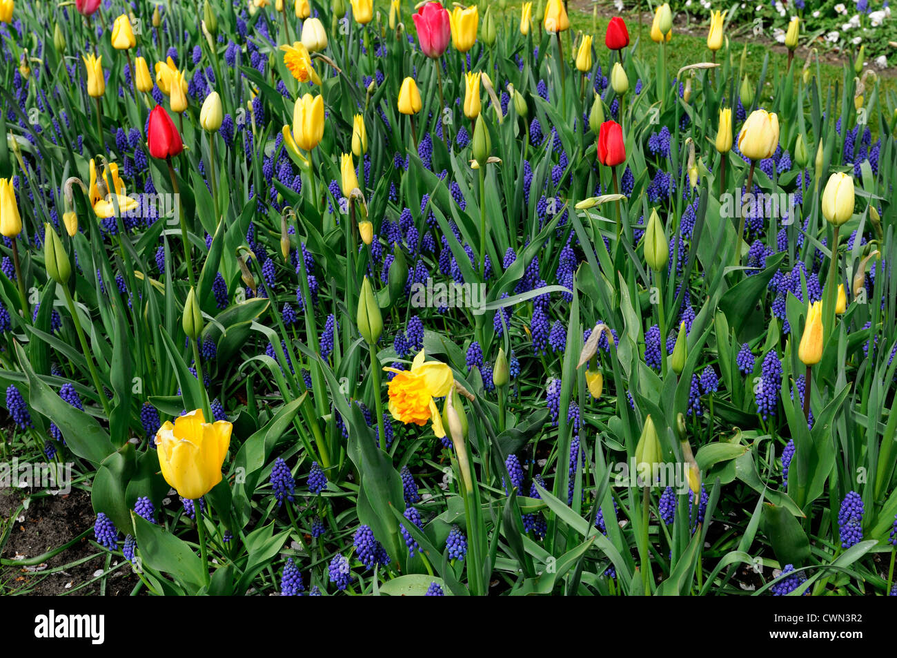 Mischbett Grenze Frühling blühenden Blumenzwiebeln lila weiße gelbe Farbe Combo Farbkombination mischen gemischte Pflanzung Display Systems Stockfoto