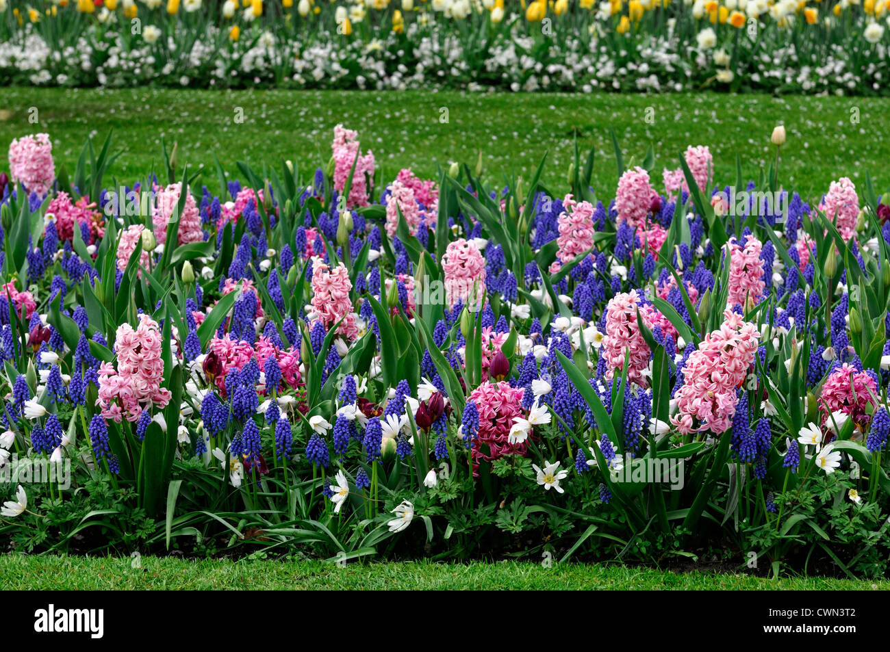 Mischbett Grenze Frühling blühenden Blumenzwiebeln lila weiß rosa Farbe Combo Farbkombination mischen gemischte Pflanzung Display Systems Stockfoto
