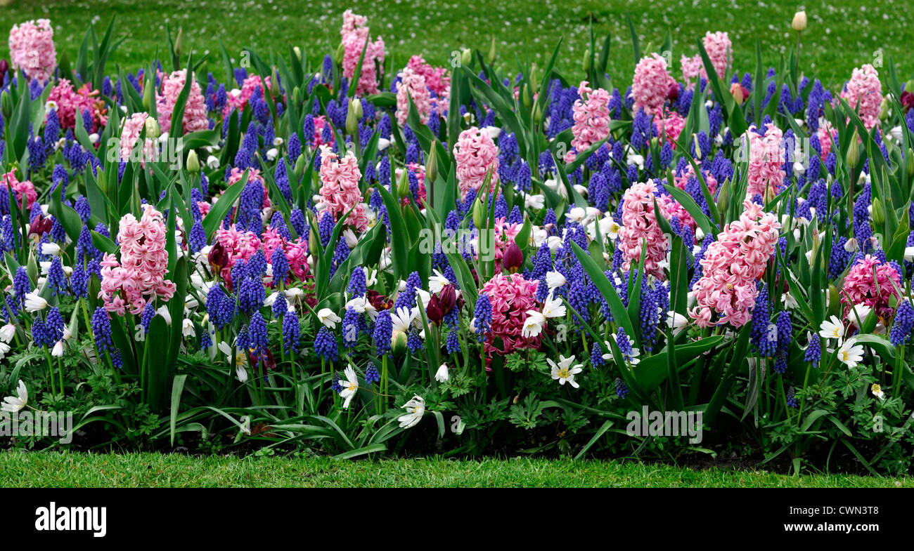 Mischbett Grenze Frühling blühenden Blumenzwiebeln lila weiß rosa Farbe Combo Farbkombination mischen gemischte Pflanzung Display Systems Stockfoto