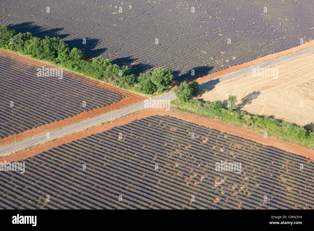 LUFTAUFNAHME. Lavendelfelder. Puimoisson, Plateau de Valensole, Provence, Frankreich. Stockfoto