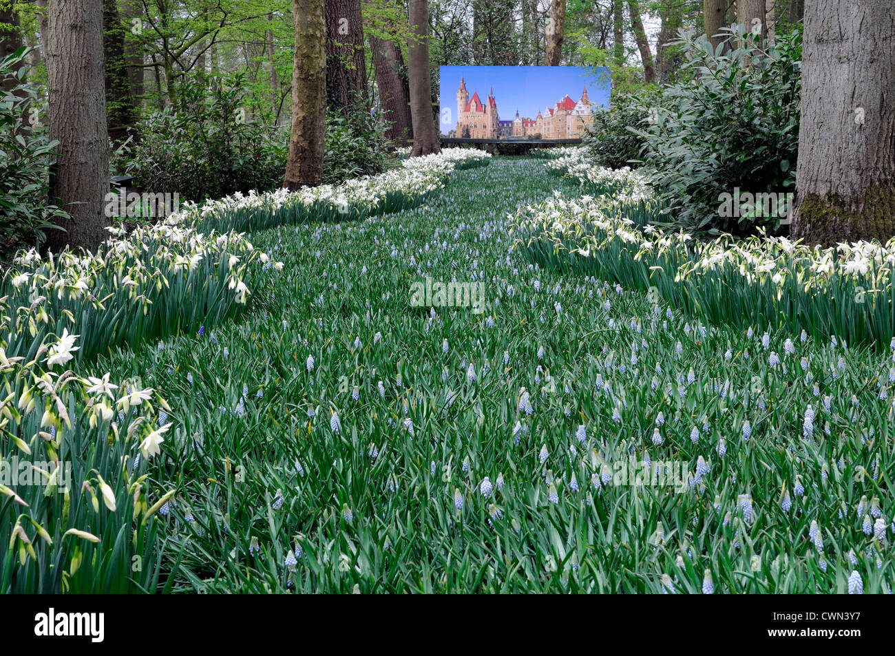 Muscari blaue Blumen Narzisse Thalia Fluss Effekt Bett Frühling Birne Blüte Blüte Blüte Bett Display Drift Schema Stockfoto