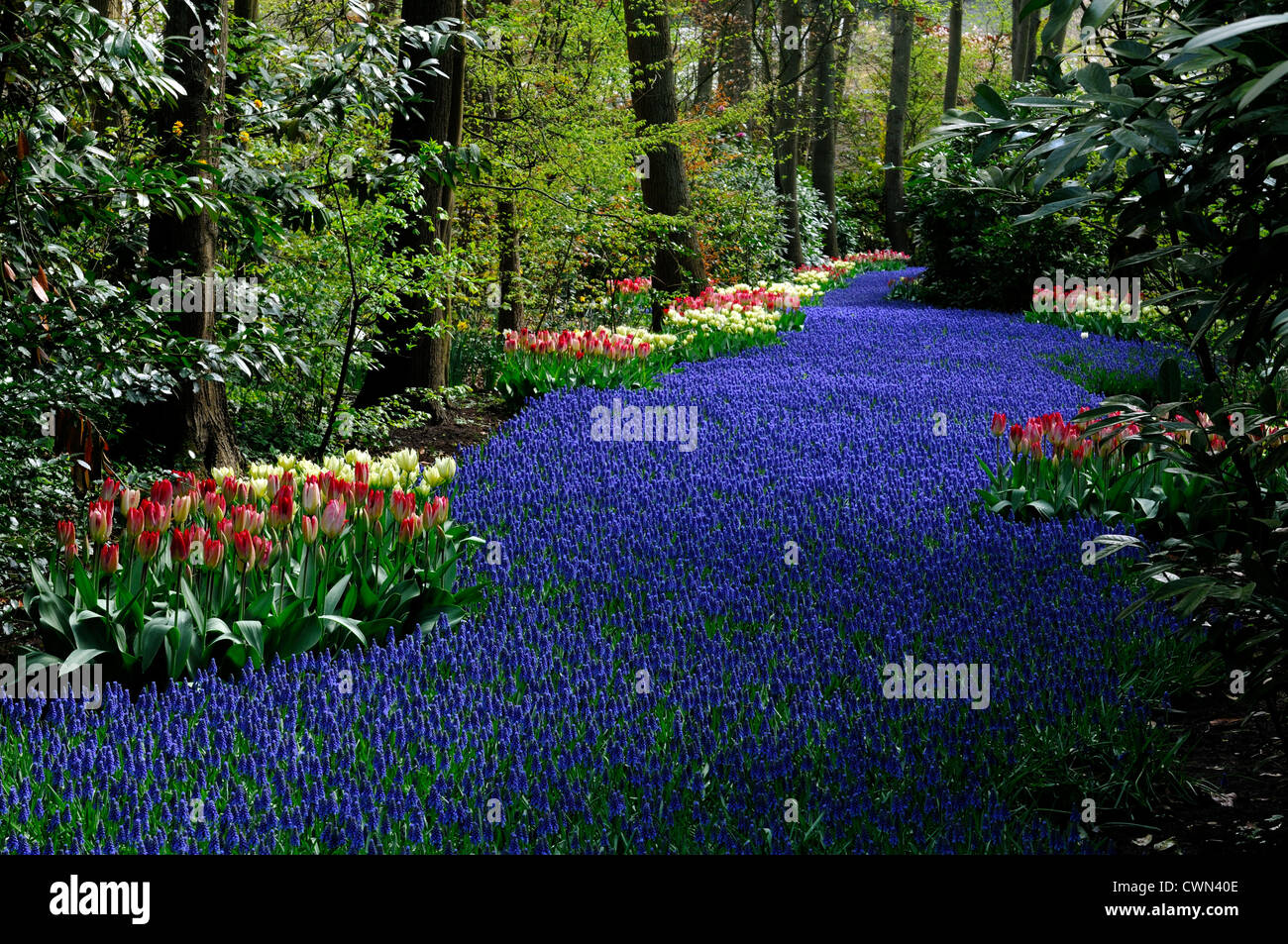 Muscari Armeniacum Tulipa Tulpen Fluss von Blumen Farbe Farbe Keukenhof Gärten Lisse Frühjahrsblüte Designlandschaft blühen Stockfoto