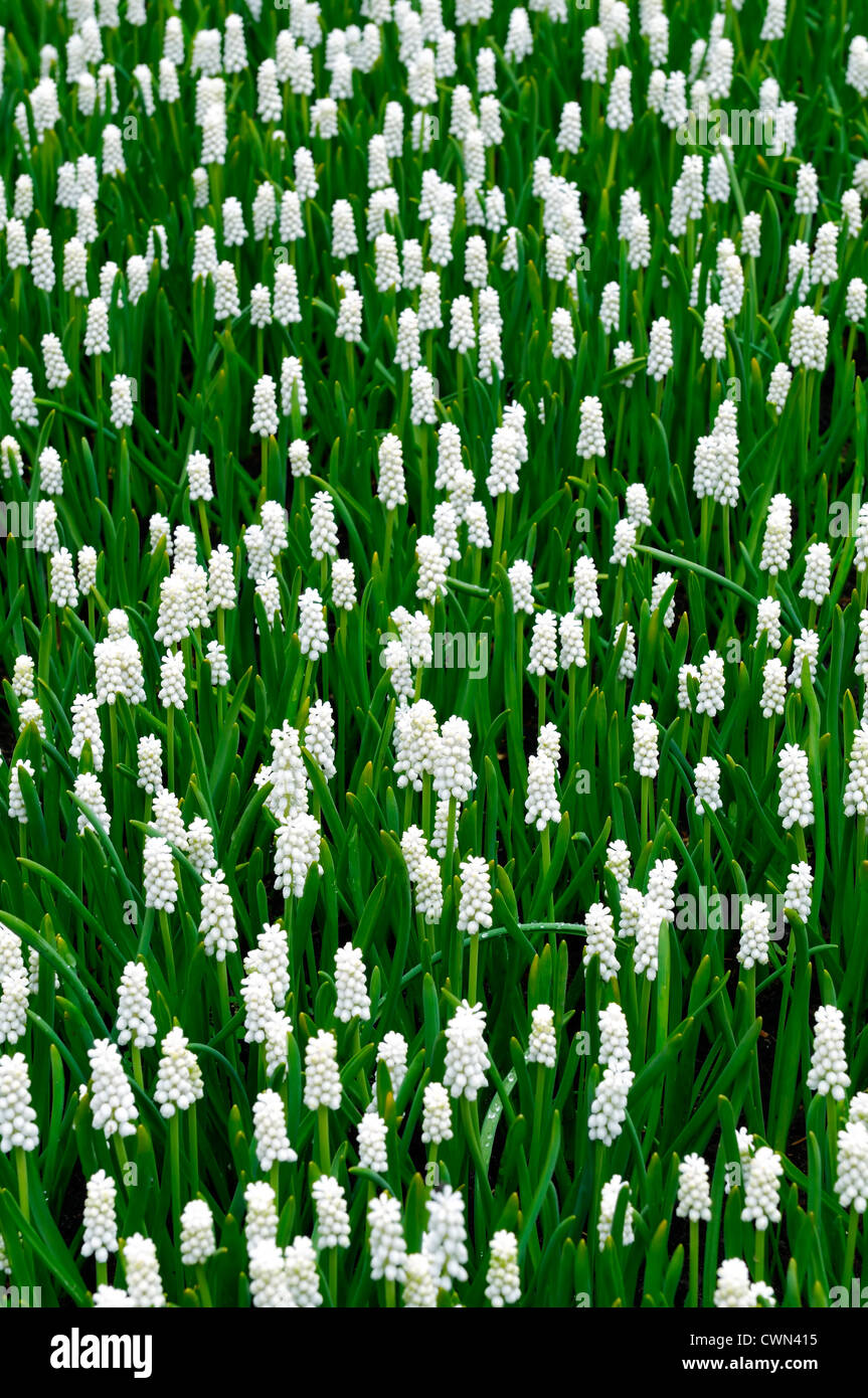 Muscari Botryoides Album weiße Trauben Hyazinthe Blumen Bett Frühling Birne Blüte Blüte Blüte Stockfoto