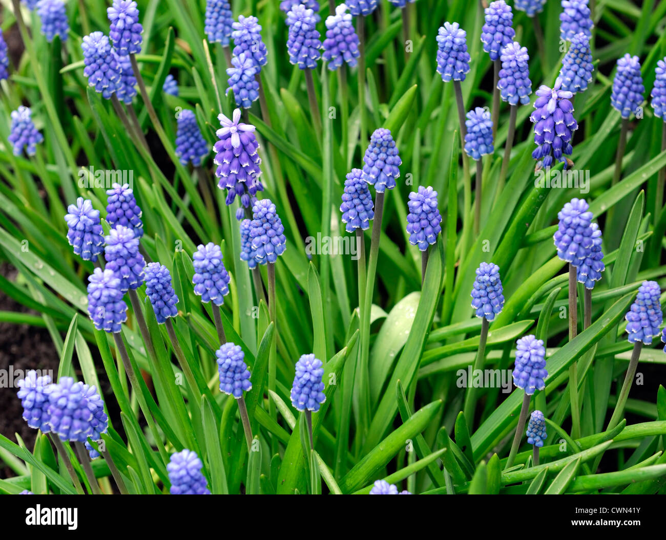 Muscari Aucheri dunkle Augen blaue Trauben Hyazinthe Blumen Bett Frühling Birne Blüte Blüte Blüte Stockfoto