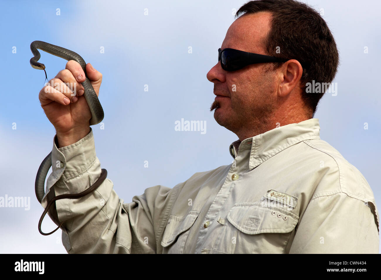 Eine kleine und gefährliche Klapperschlange, typisch aus Florida Stockfoto