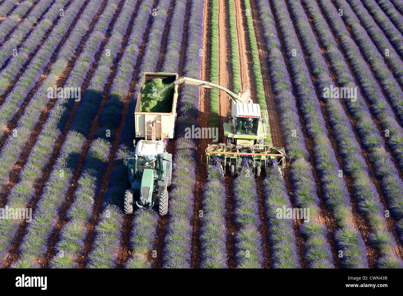 LUFTAUFNAHME. Lavendelernte im Juli. Puimoisson, Valensole Plateau, Provence, Frankreich. Stockfoto