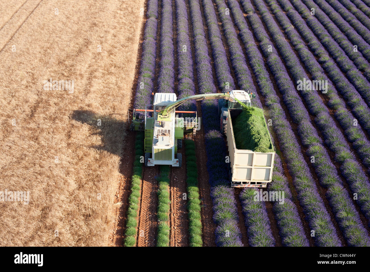 LUFTAUFNAHME. Lavendelernte im Juli. Puimoisson, Valensole Plateau, Provence, Frankreich. Stockfoto