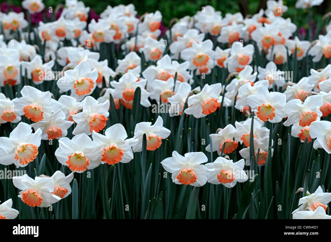 Narzissen pink Charme Narzissen weißen Aprikose Trompete Blumen Narzissen Narzissen Blumenzwiebeln Frühling Blüte Blüte Tiefenschärfe Stockfoto